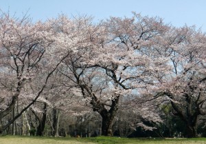 所沢市民フェア_桜