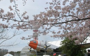 所沢市民フェア_桜と飛行機