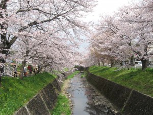 所沢の桜名所「牛沼地区の東川」