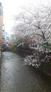 京都の桜