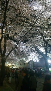 京都夜桜