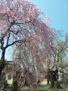 [所沢市金山町] 新光寺のしだれ桜