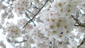 桜イメージ写真