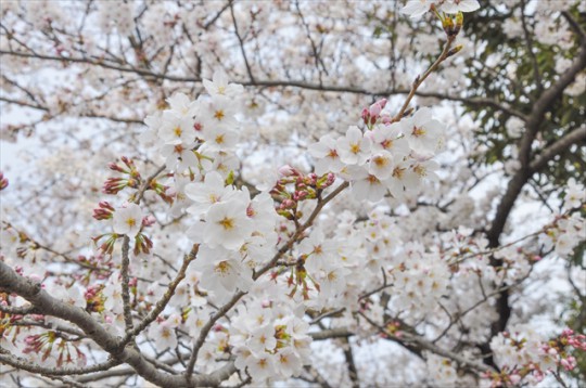 DSC_0466_1_R