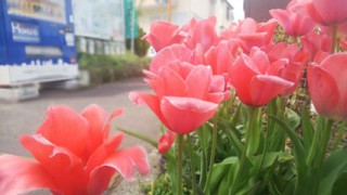 ★綺麗なお花が咲いています★